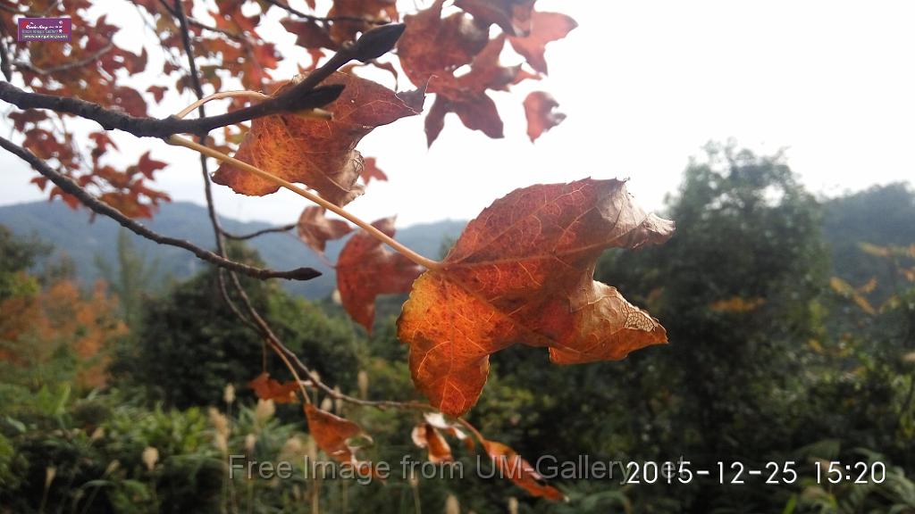 20151225red leaves-IMG_152057.jpg